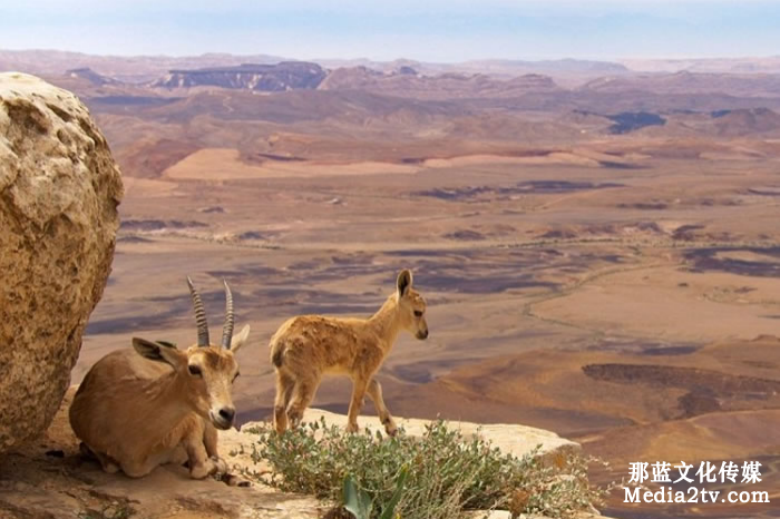 紀(jì)錄片在新媒體時(shí)代下的幾種發(fā)展模式 紀(jì)錄片在新媒體時(shí)代下的幾種發(fā)展模式