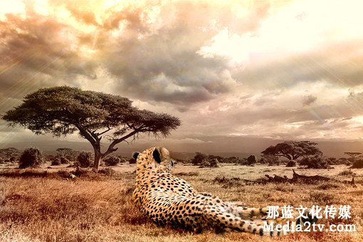 紀(jì)錄片在新媒體時(shí)代下怎么發(fā)展