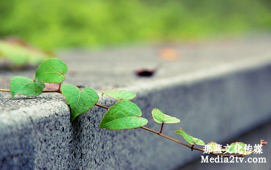 校園愛情微電影怎么拍