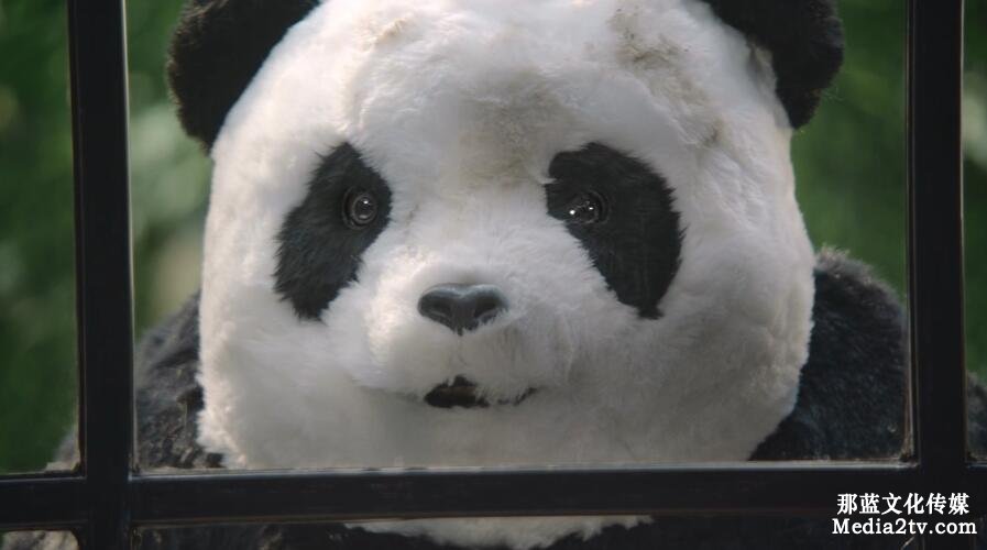 號(hào)外 趙又廷科顏氏 撿到一只國(guó)寶