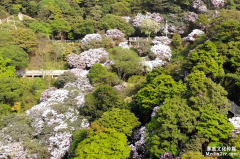 春天踏青航拍梧桐山花海