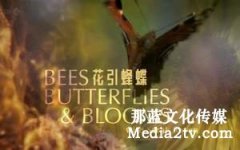 紀(jì)錄片的字幕效果怎么設(shè)計？