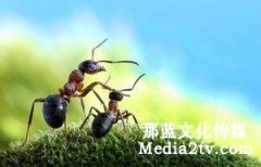 紀(jì)錄片表現(xiàn)中的三種鏡頭時態(tài)：過去，現(xiàn)在和將